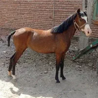 اسب یک و نیم ساله مادیان