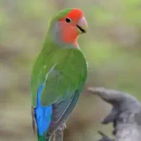 طوطی برزیلی سبز