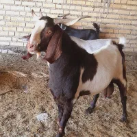 بز نر