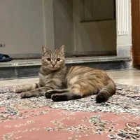 واگذاری رایگان گربه بریتیش میکس