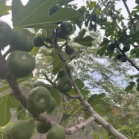 باغ ویلا ۱۴۰۰ متری دو کله با درختان میوه ۷ساله