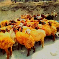 گوسفند زنده نرینه بازدهی گوشت نصفه به بالا