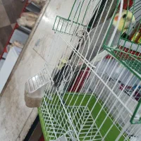 عروس هلندی دستی