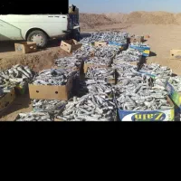 زغال پسته سفید خورده و عمده