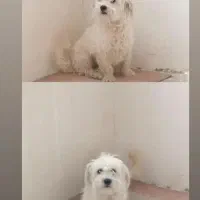 واگذاری سگ نژاد دار