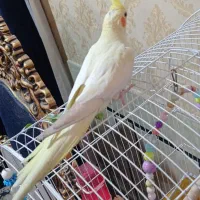 عروسی هلندی