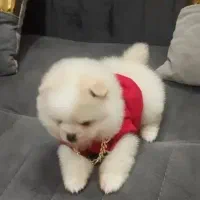 کادو یلدایی فسقلی های بازیگوش آپارتمانی عروسک|سگ|کرمانشاه, |دیوار