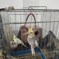 عروس هلندی و مرغ عشق|پرنده|برخوار, |دیوار