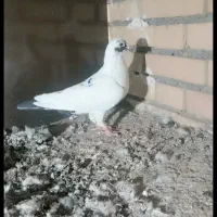 پلنگ سیاه نر|پرنده|نیشابور, ابراهیمی|دیوار