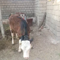 گوساله ماده اصل سمینتال