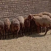 چهل راس میش آبستن مناسب داشت و پروار بدون بره|حیوانات مزرعه|تهران, آسمان|دیوار