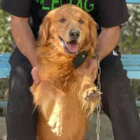 سگ گلدن رتریور هپی فیس