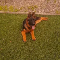 ژرمن شپرد بلک فیس ماده