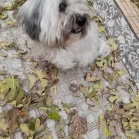 فروش فریه سگ