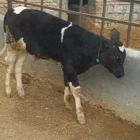 گوساله نر آمریکایی اصیل قطع شیر وزن حدود ۱۵۰