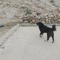 چهار سگ قدرجانی