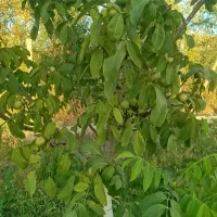 فروش باغ گردو 5700 متری|فروش دفتر صنعتی، کشاورزی، تجاری|شاهین دژ, |دیوار