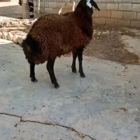 ۱۰ عدد بره نر خوشگل