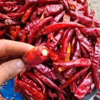 فلفل تند|حراج|تهران, بوستان چیتگر|دیوار