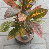 گلهای قطره باران|گل و گیاه طبیعی|لوندویل, |دیوار