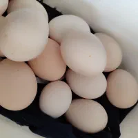 تخم مرغ نطفه دار گلین