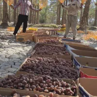 خرما زرد مناسب خمیر خرما برای کارخانجات تناژ بالا