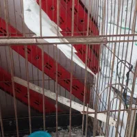 دو جفت عروس هلندی البینو ضمانتی|پرنده|بوکان, |دیوار