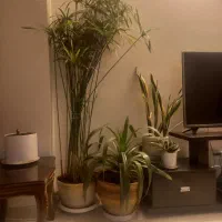 گل طبیعی حراج واقعی|گل و گیاه طبیعی|اصفهان, مارچین|دیوار