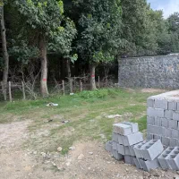 زمین پلاک یک جنگل*سند تک برگ*انشعابات