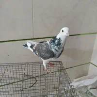 کفتر به قیمت سربری