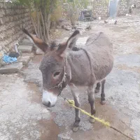 الاغ ماده پنج سال سالم قیمت توافقی|حیوانات مزرعه|سیروان, |دیوار