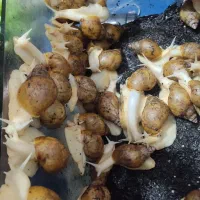 فروش حلزون آچاتینا آلبینو|خزنده|مشهد, پنجتن|دیوار