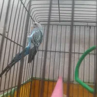 یک جفت مرغ عشق ویک عروس هلندی نرسخنگو|پرنده|گلپایگان, |دیوار