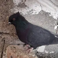 زاغ دم سفید