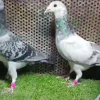 ۷ تا نر پلاکی تکاور|پرنده|شیراز, دشت چنار|دیوار
