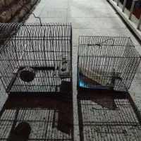 دوتا قفس معاوضه با تسبیح