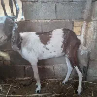 تعدادی بز سالم وخوش خراک|حیوانات مزرعه|خرمشهر, |دیوار