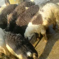 بره مست  چاق چاق