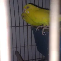 فروش 2جفت مرغ عشق|پرنده|کهنوج, |دیوار