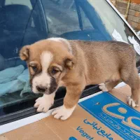 ماده آلبای|سگ|اراک, |دیوار