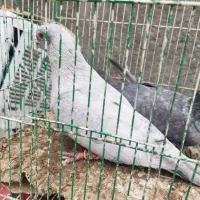 کبوتر موشی|پرنده|چناران, |دیوار