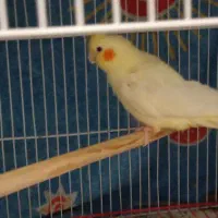 عروس هلندی گمشده