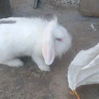 خرگوش لوپ