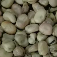 باقلا تازه وتمیز
