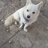 سگ.|سگ|بلوک, |دیوار