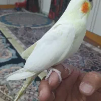طوطی عروس هلندی جوجه دوماه وسه ماه