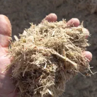 فروش کاه نیشکر خشک