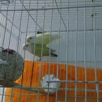 کوتوله|پرنده|مشهد, امیر المومنین|دیوار