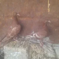 جوجه میولمنز|پرنده|وحدتیه, |دیوار