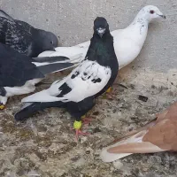 ۶ عدد کبوتر